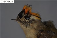 火冠戴菊鳥藏品圖，第14張